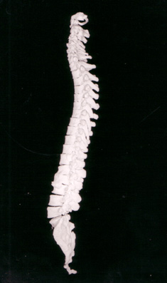 Semi movable joints uzopedia